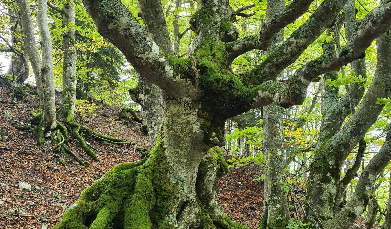 Programme Arbres remarquables
