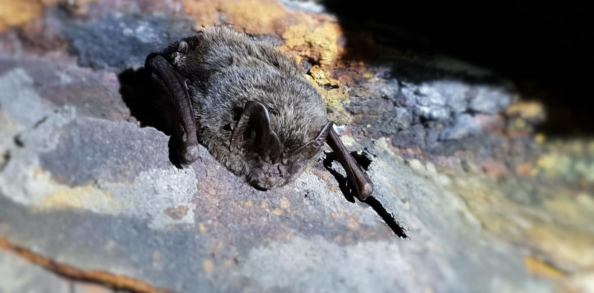 Programme Chauves-souris